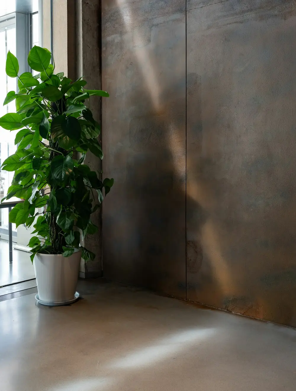 Planta junto a un muro texturizado iluminado por el sol